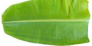Fresh Banana Leaves