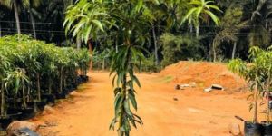 Alphonso Mango Plant