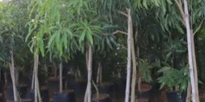 Amrapali Mango Plant