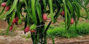 Dragon Fruit Plant