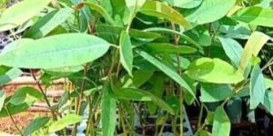 Eucalyptus Clone Plant