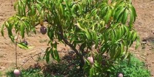 Kesar Mango Plant