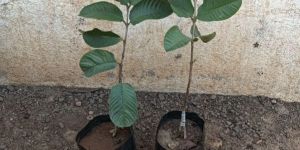 Red Diamond Guava Plant