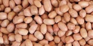 Groundnut Kernels