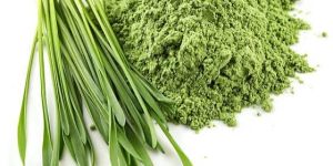 Organic Wheatgrass Powder