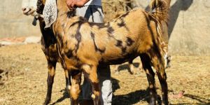 Qurbani Bakre Gujari