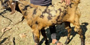 Qurbani Bakre Sirohi Gujari