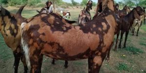 Sirohi Gujari Goat