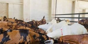 Sirohi Gujari Ajmeri Bakriya