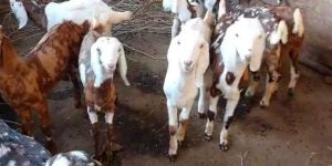 Sirohi Gujari Goat