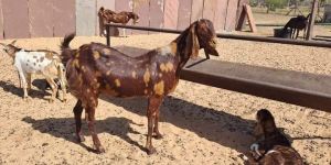 Sirohi Gujari Bakriya