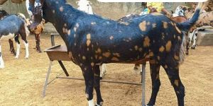 Sirohi Gujari Bkariya