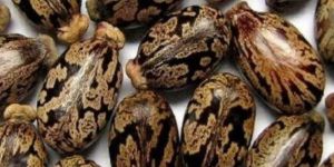 Castor Seeds