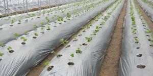 Agricultural Mulch Film