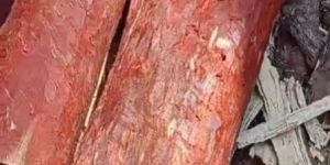 Red Sandalwood Logs