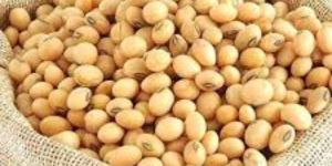 Soybean Seed