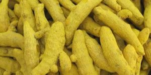 Rajapuri Turmeric Finger