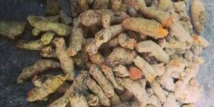 Unpolished Turmeric Finger