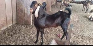 Ajmera Goat