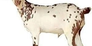 Barbari Goat