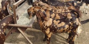 Shiroi Ajmeri Gujari