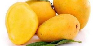 Fresh Banganapalle Mango