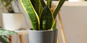 Snake Plant