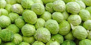 Cabbage