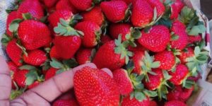Fresh Strawberry