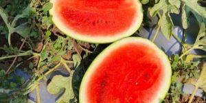 Fresh Watermelon