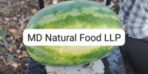 MD Watermelon