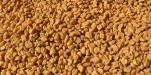 Fenugreek Seeds