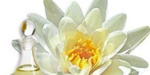 White Lotus Fragrance
