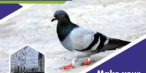 Bird Netting Services