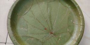 Sall Leaf Bufe Plate