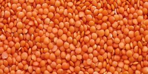 Masoor Dal
