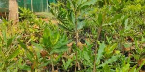 Macadamia Nuts Plants