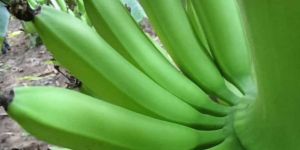 G9 Cavendish Bananas