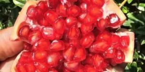 Export Quality Fresh Pomegranate