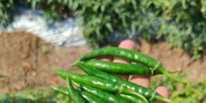 Fresh Green Chilli