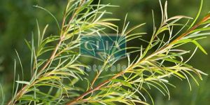 Tea Tree Oil, Tea Tree Oil Benefits