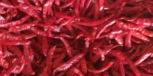 S-17 Teja Dried Red Chilli