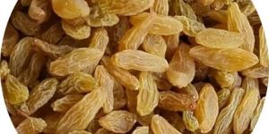 Golden Raisin