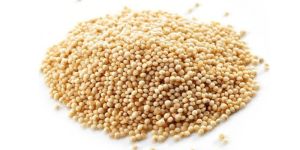 Amaranth Seeds ( Rajgira / Ramadana)