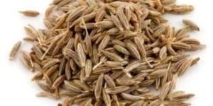 Cumin Seeds (Jeera)