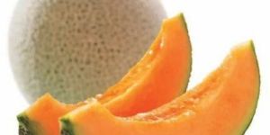 Fresh Muskmelon