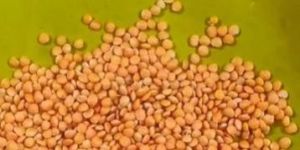 Organic Masoor Dal
