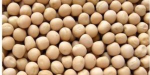Soyabean