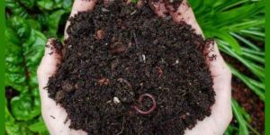 Organic Vermicompost Fertilizer