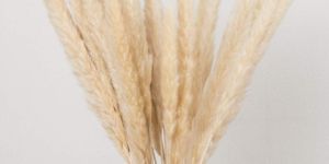 Freeze Dried Pampas Grass